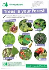 Identify trees with the Woodland Trust free Tree ID app